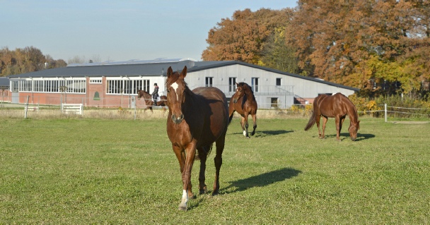 Gut-Hohenkamp Reiterin Gut-Hohenkamp